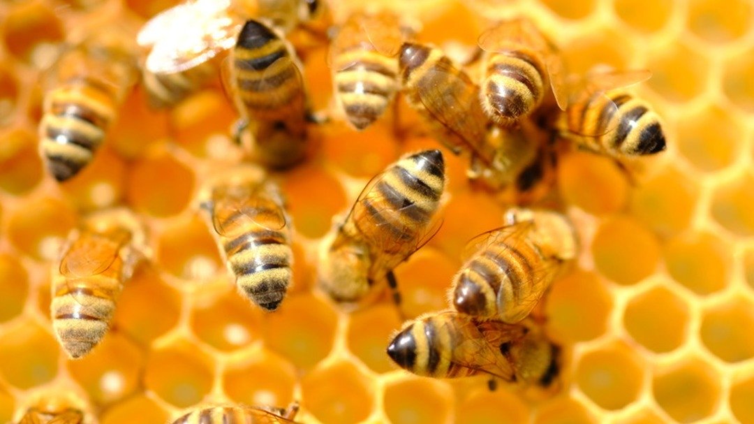 بره موم چیست و چه فوایدی دارد؟