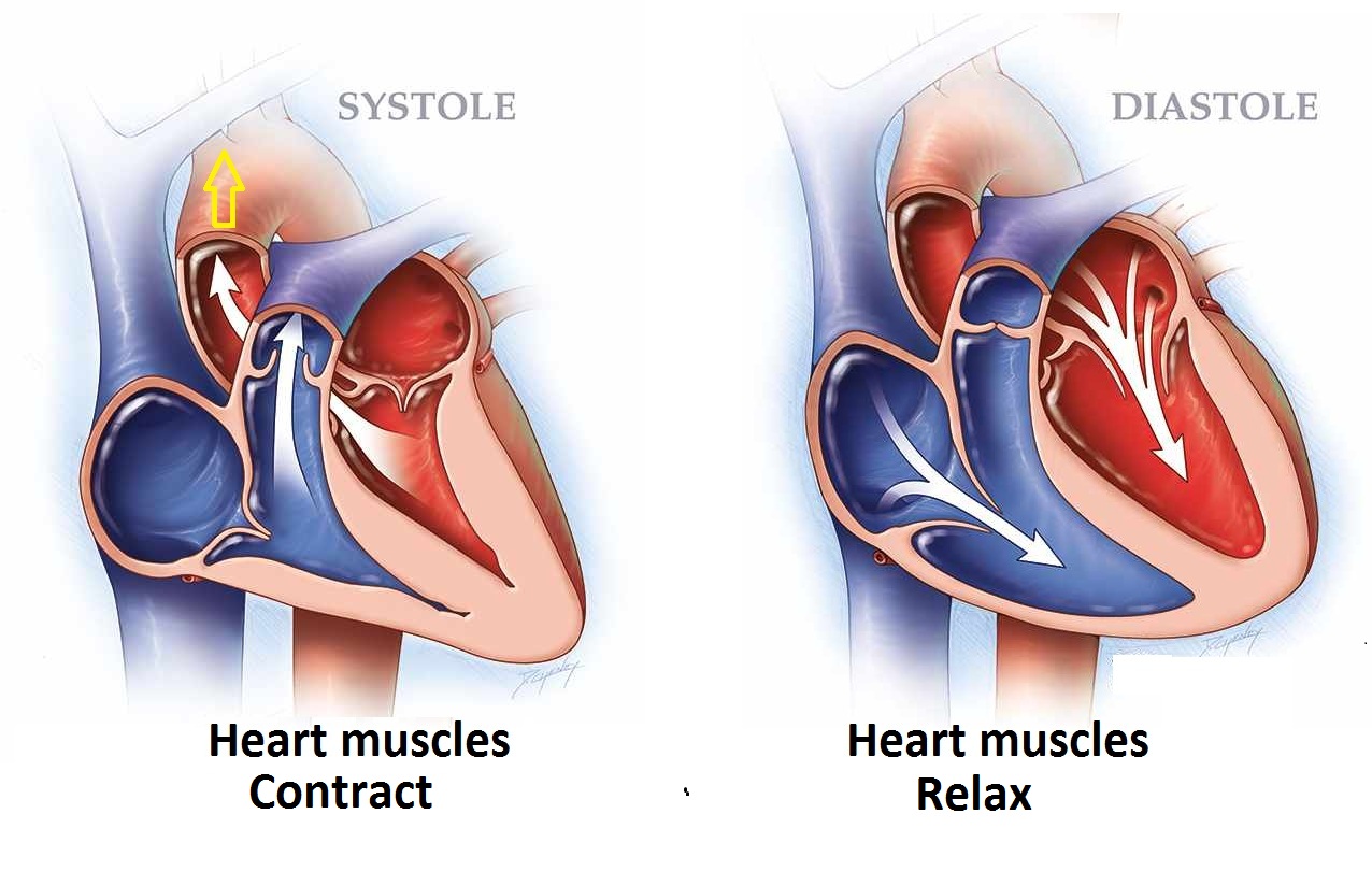 دیاستول و سیستول در فشار خون چیست؟