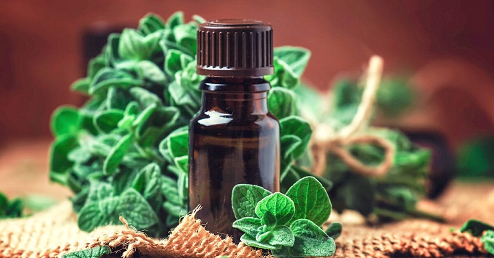 آیا روغن پونه کوهی می تواند به درمان سرماخوردگی کمک کند؟