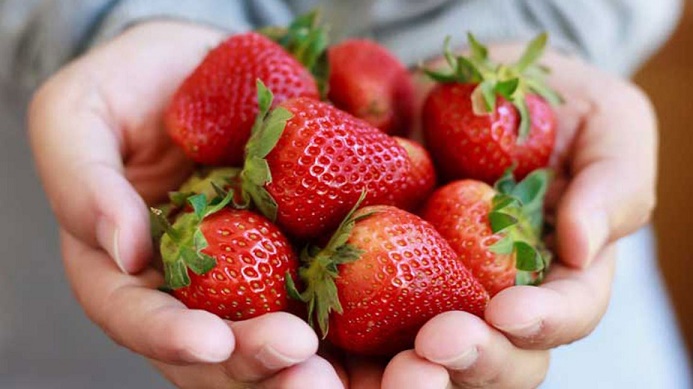 آیا توت فرنگی برای شما مفید است؟ فواید، تغذیه و موارد دیگر